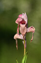 BUITEN BEELD Foto: 438332