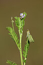 BUITEN BEELD Foto: 438340