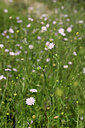 BUITEN BEELD Foto: 438351