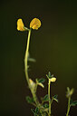 BUITEN BEELD Foto: 438352