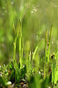 BUITEN BEELD Foto: 438356