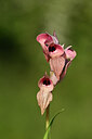 BUITEN BEELD Foto: 438361