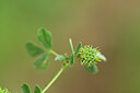 BUITEN BEELD Foto: 438362