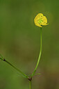 BUITEN BEELD Foto: 438363