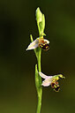 BUITEN BEELD Foto: 438377