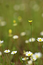 BUITEN BEELD Foto: 438381