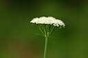 BUITEN BEELD Foto: 438382