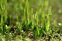 BUITEN BEELD Foto: 438388