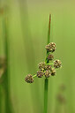 BUITEN BEELD Foto: 438403