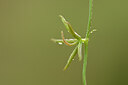 BUITEN BEELD Foto: 438408