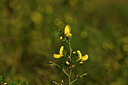 BUITEN BEELD Foto: 438419