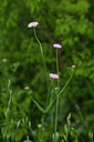 BUITEN BEELD Foto: 438429