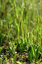 BUITEN BEELD Foto: 438441