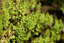 BUITEN BEELD Foto: 438448