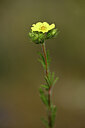 BUITEN BEELD Foto: 438453