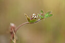 BUITEN BEELD Foto: 438464