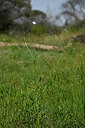 BUITEN BEELD Foto: 438477