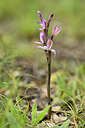BUITEN BEELD Foto: 438481
