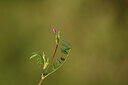 BUITEN BEELD Foto: 438482