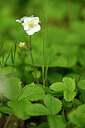 BUITEN BEELD Foto: 438483