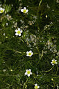 BUITEN BEELD Foto: 438484