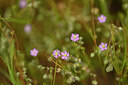 BUITEN BEELD Foto: 438486