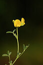 BUITEN BEELD Foto: 438491