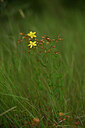 BUITEN BEELD Foto: 438493