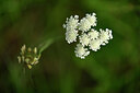 BUITEN BEELD Foto: 438497