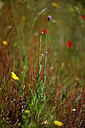 BUITEN BEELD Foto: 438506