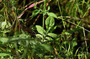 BUITEN BEELD Foto: 438521