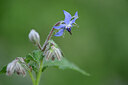 BUITEN BEELD Foto: 438529