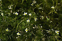 BUITEN BEELD Foto: 438533