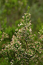 BUITEN BEELD Foto: 438543