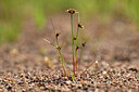 BUITEN BEELD Foto: 438544