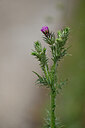 BUITEN BEELD Foto: 438547