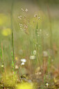 BUITEN BEELD Foto: 438548