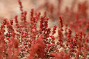 BUITEN BEELD Foto: 438550