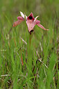 BUITEN BEELD Foto: 438560