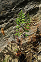 BUITEN BEELD Foto: 438565