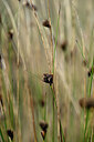 BUITEN BEELD Foto: 438573