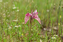 BUITEN BEELD Foto: 438574