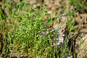 BUITEN BEELD Foto: 438575