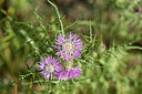 BUITEN BEELD Foto: 438576