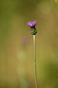 BUITEN BEELD Foto: 438577