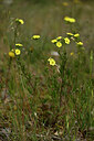 BUITEN BEELD Foto: 438578