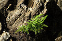 BUITEN BEELD Foto: 438579