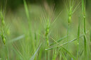 BUITEN BEELD Foto: 438581