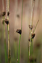 BUITEN BEELD Foto: 438591