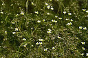 BUITEN BEELD Foto: 438594